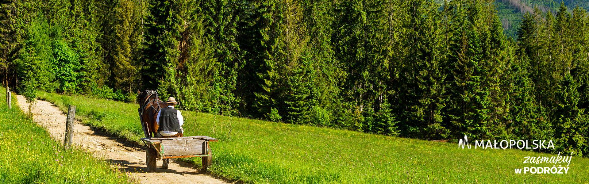 A wagon on a country road in summer