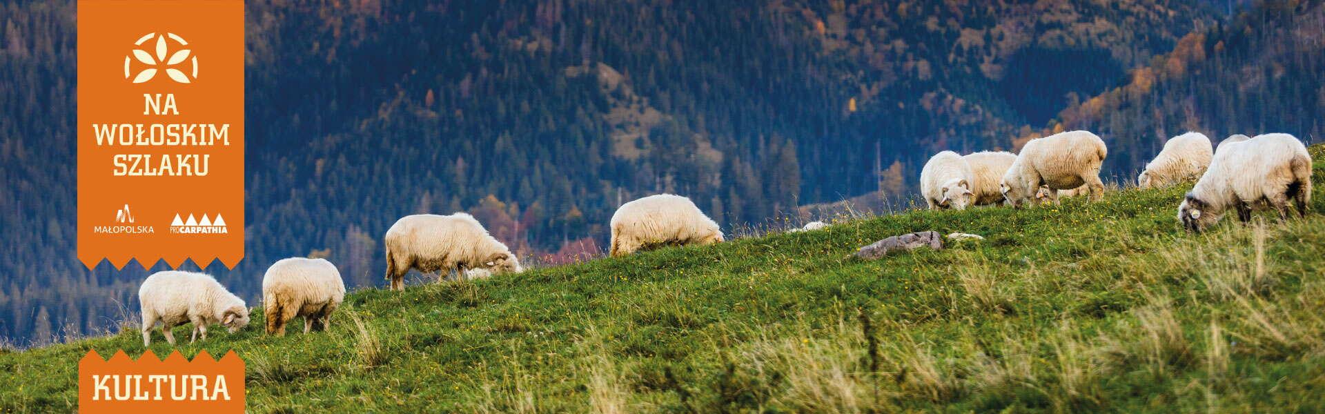 A hill where sheep graze. A view of the mountains in the background.