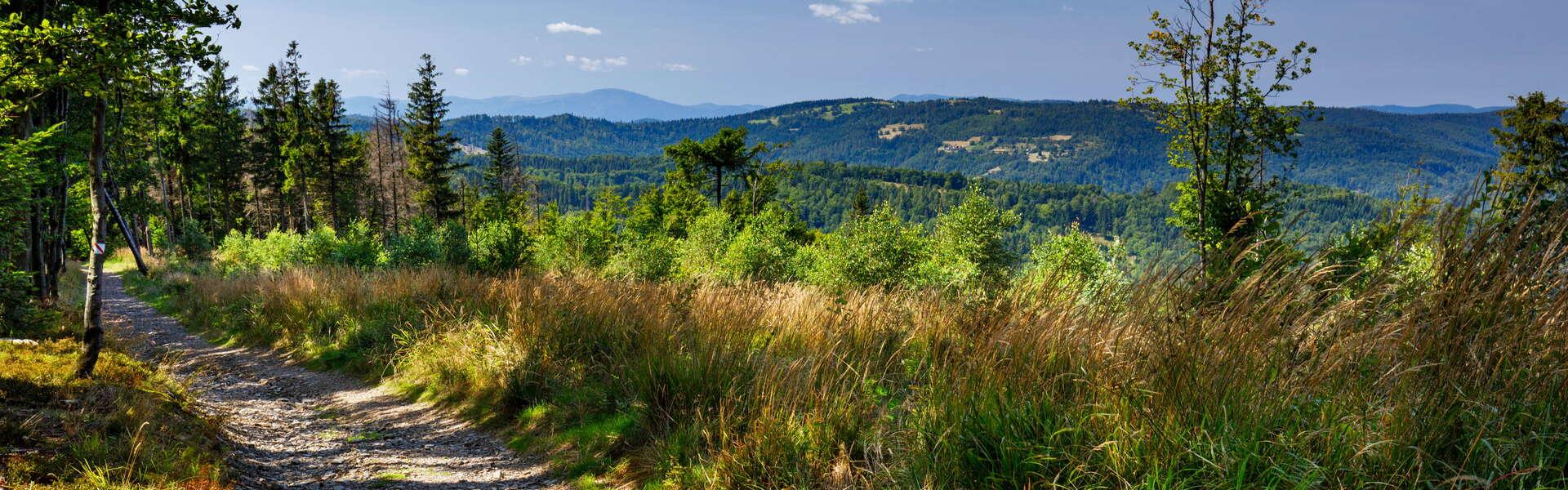 Górska ścieżka w Beskidach