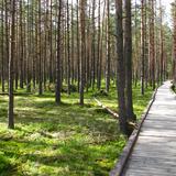 Image:  “Bór na Czerwonem” Nature Reserve, Nowy Targ